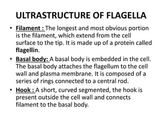 ULTRASTRUCTURE OF FLAGELLA
• Filament : The longest and most obvious portion
is the filament, which extend from the cell
surface to the tip. It is made up of a protein called
flagellin.
• Basal body: A basal body is embedded in the cell.
The basal body attaches the flagellum to the cell
wall and plasma membrane. It is composed of a
series of rings connected to a central rod.
• Hook : A short, curved segmented, the hook is
present outside the cell wall and connects
filament to the basal body.
 