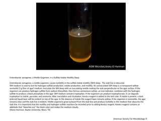 motility-test-medium.The tube on the left, inoculated with the motile ...