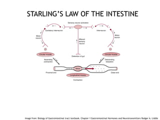 STARLING’S LAW OF THE INTESTINE
11
Image from: Biology of Gastrointestinal tract textbook. Chapter 1 Gastrointestinal Horm...