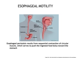 ESOPHAGEAL MOTILITY
Esophageal peristalsis results from sequential contraction of circular
muscle, which serves to push th...