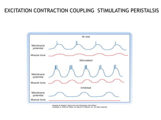 EXCITATION CONTRACTION COUPLING STIMULATING PERISTALSIS
40
 