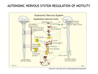 AUTONOMIC NERVOUS SYSTEM REGULATION OF MOTILITY
59
Image from: http://www.zuniv.net/physiology/book/images/fp6-1
 
