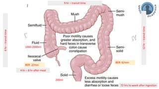 Motility of large intestine_Mass movement and defecation | PDF