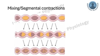 Motility of Small Intestine -Physiology of Peristalsis and segmentation ...