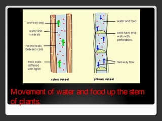 Movement of water and food up thestem
of plants.
 