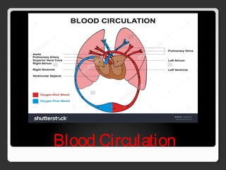 Blood Circulation
 