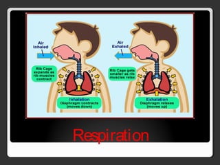 Respiration
 