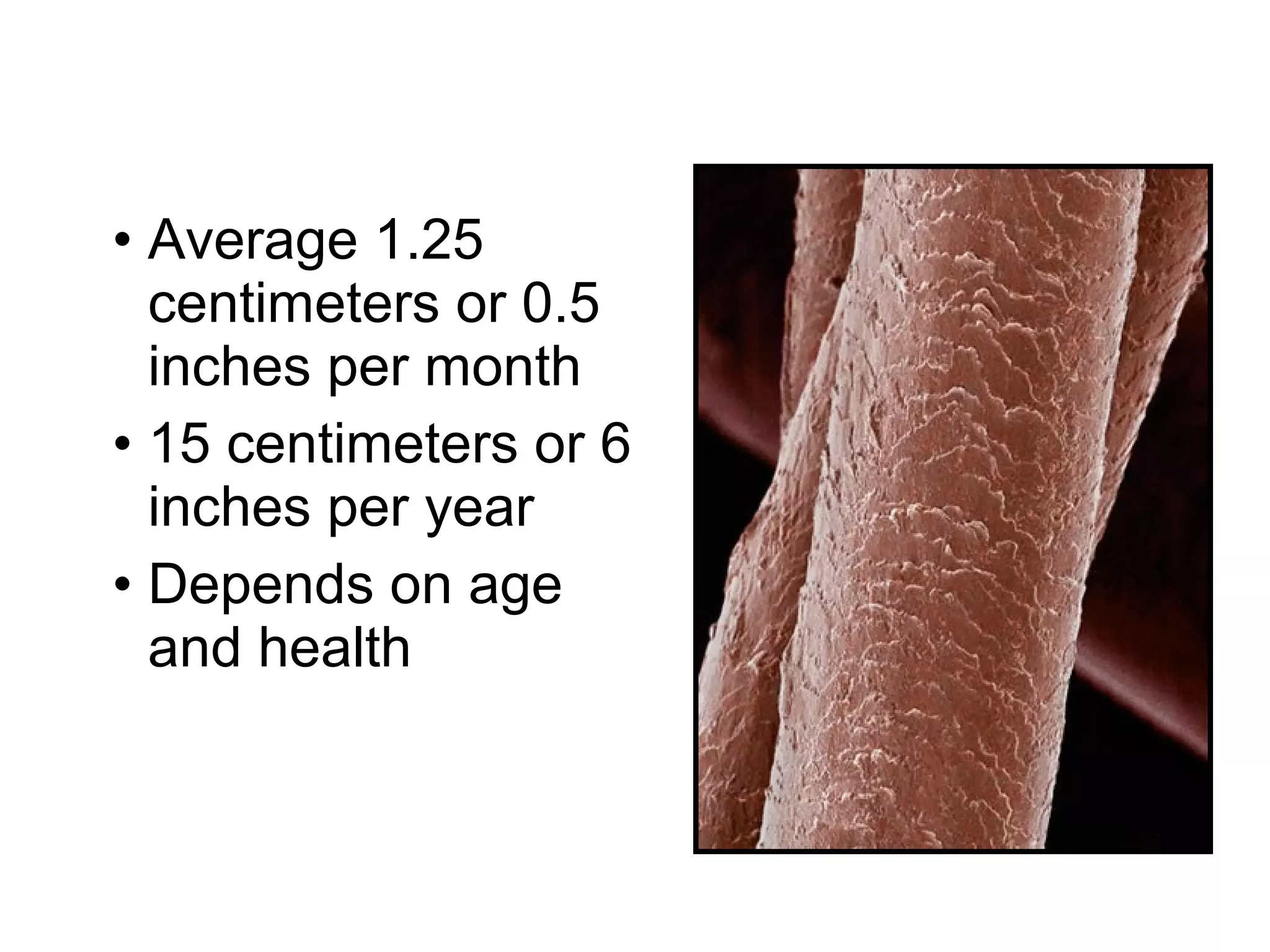 • Average 1.25
centimeters or 0.5
inches per month
• 15 centimeters or 6
inches per year
• Depends on age
and health
 