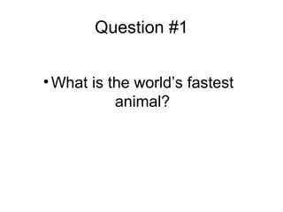 Question #1
• What is the world’s fastest
animal?
 