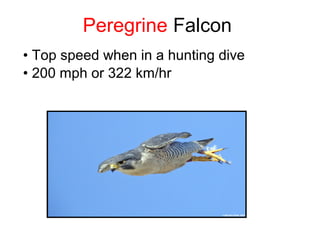 Peregrine Falcon
• Top speed when in a hunting dive
• 200 mph or 322 km/hr
 