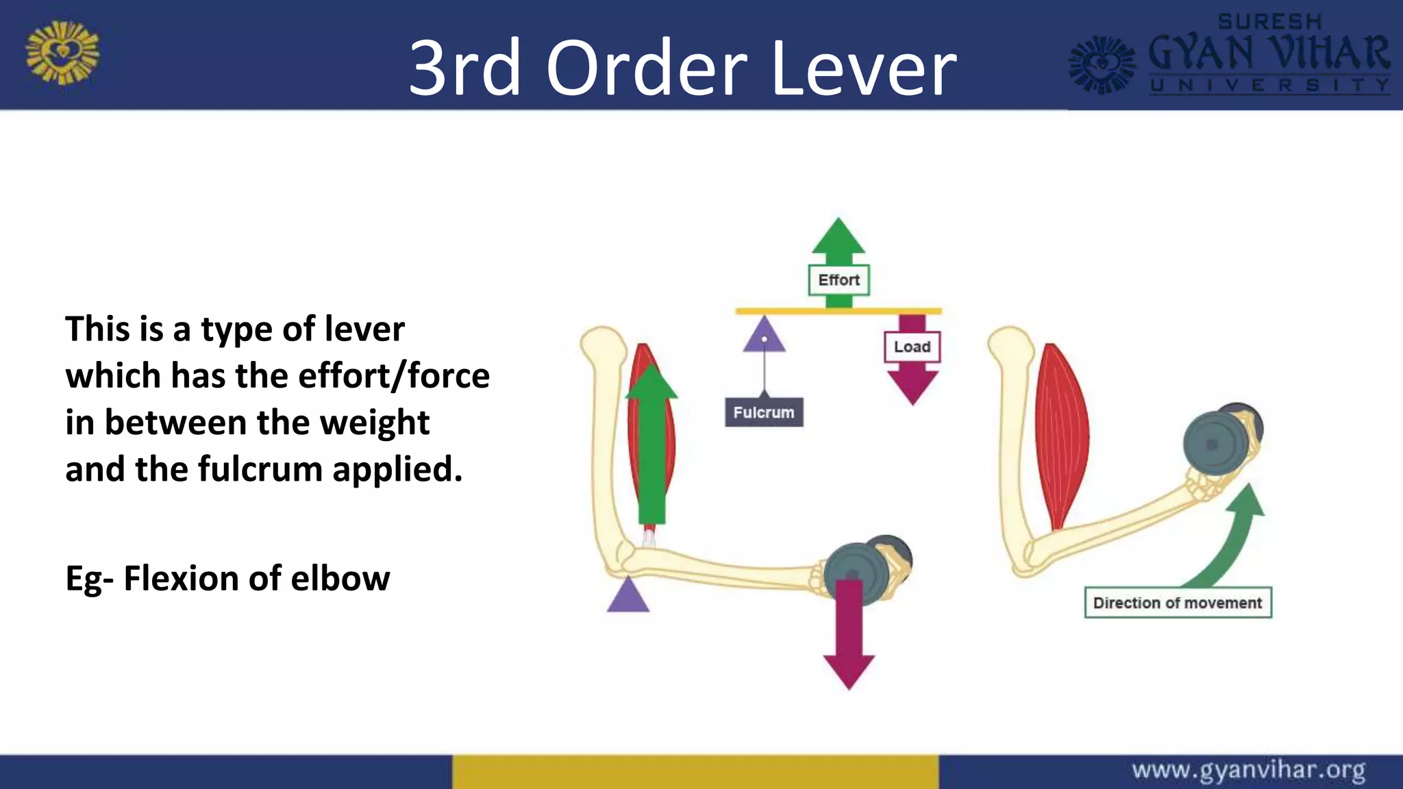 3rd Order Lever
This is a type of lever
which has the effort/force
in between the weight
and the fulcrum applied.
Eg- Flexion of elbow
 