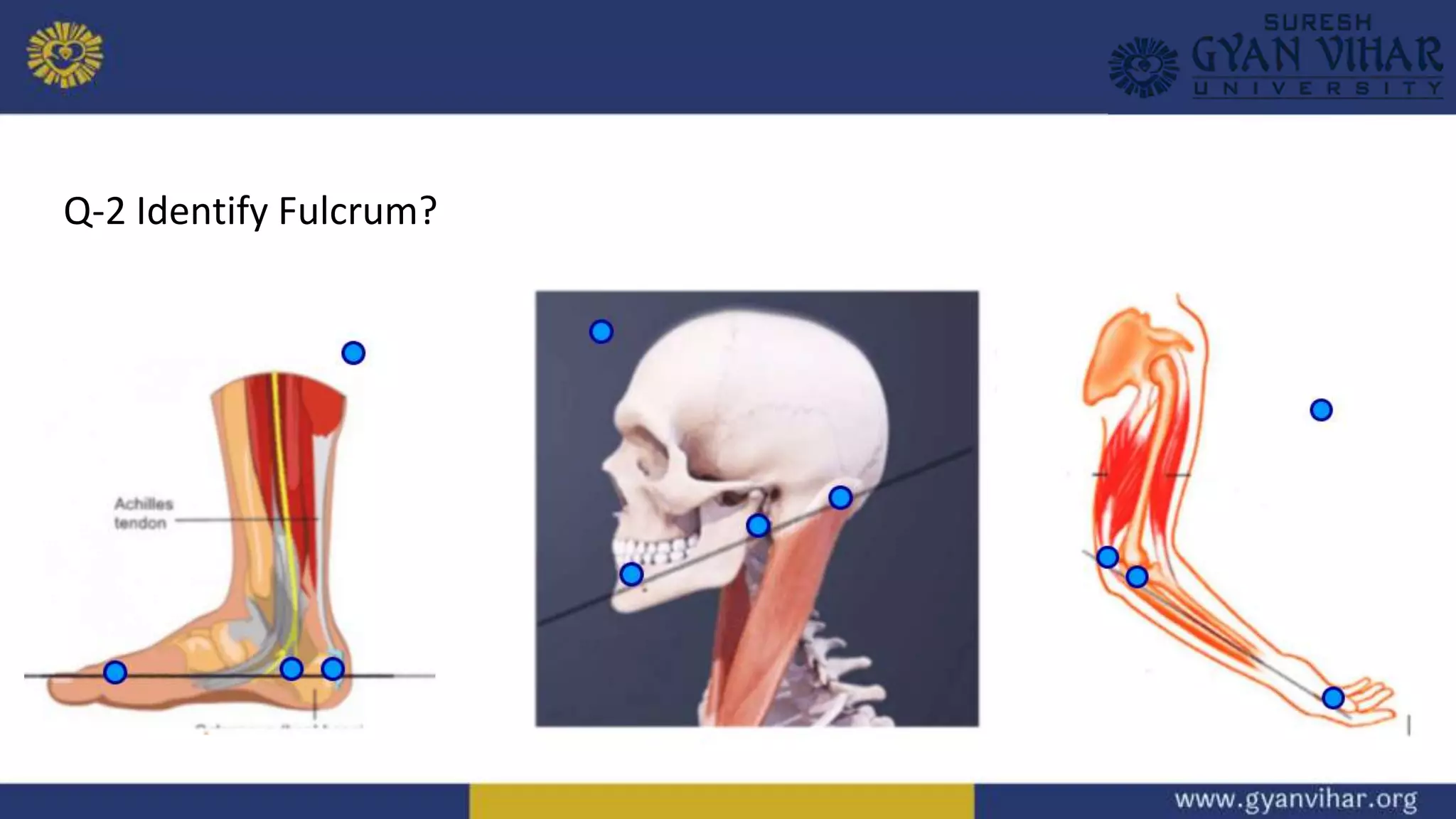 Q-2 Identify Fulcrum?
 
