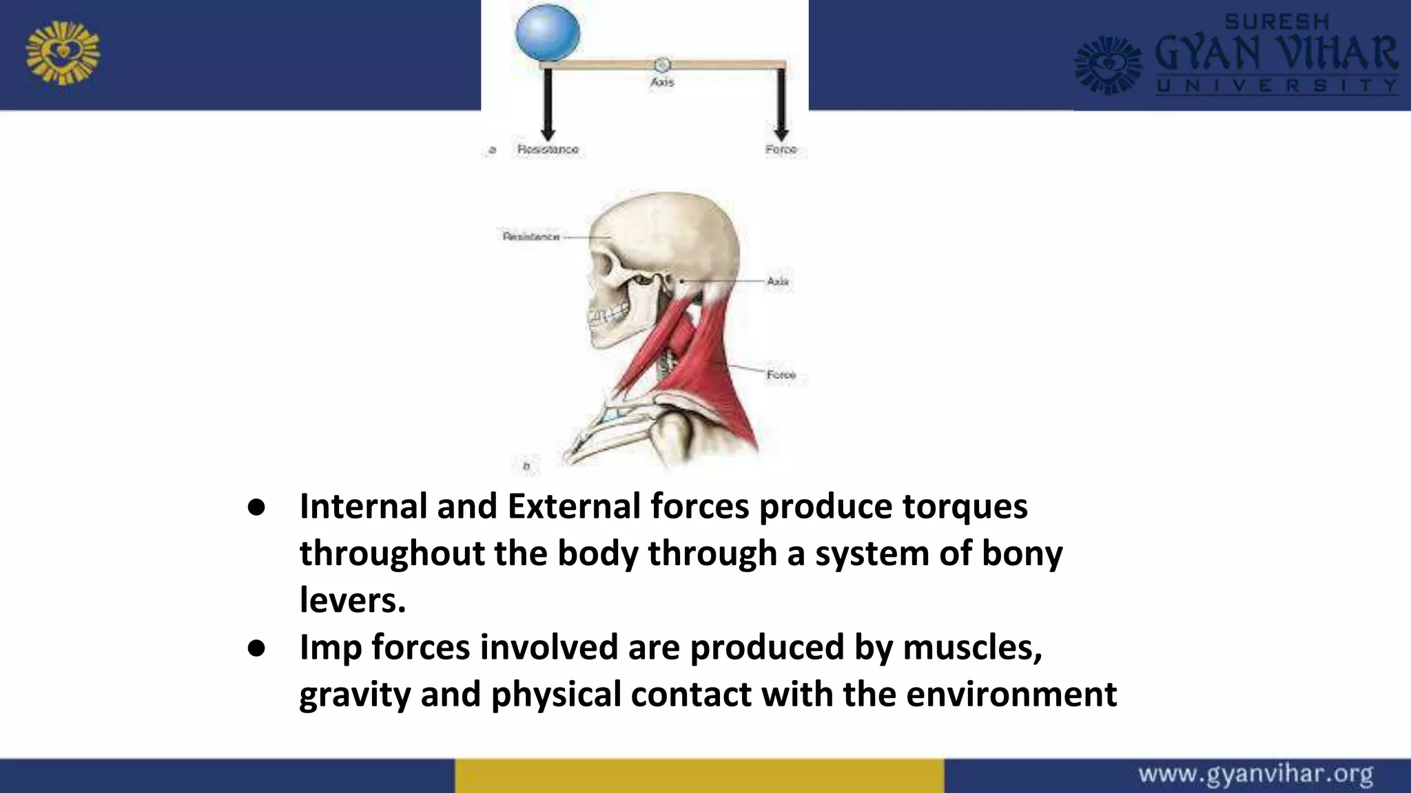 ● Internal and External forces produce torques
throughout the body through a system of bony
levers.
● Imp forces involved are produced by muscles,
gravity and physical contact with the environment
 