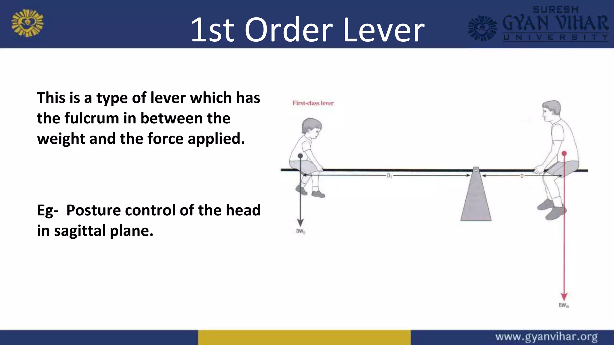 1st Order Lever
This is a type of lever which has
the fulcrum in between the
weight and the force applied.
Eg- Posture control of the head
in sagittal plane.
 