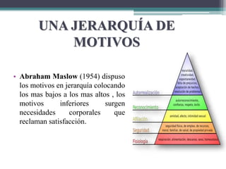 UNA JERARQUÍA DE
MOTIVOS
• Abraham Maslow (1954) dispuso
los motivos en jerarquía colocando
los mas bajos a los mas altos , los
motivos inferiores surgen
necesidades corporales que
reclaman satisfacción.
 