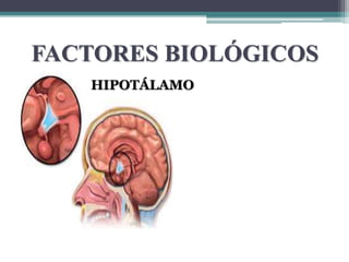 FACTORES BIOLÓGICOS
HIPOTÁLAMO
 