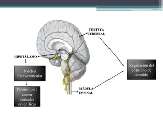 CORTEZA
CEREBRAL
MÉDULA
ESPINAL
HIPOTÁLAMO
Núcleo
Paraventricular
Pulsión para
comer
comidas
específicas
Regulación del
consumo de
comida
 