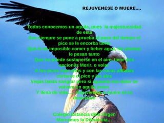 REJUVENESE O MUERE…. Todos conocemos un aguila, pues  la majestuosidad de esta Ave siempre se pone a prueba al paso del tiempo el pico se le encorba tanto Que le es imposible comer y beber agua, las plumas le pesan tanto Que no puede sostenerse en el aire, tiene dos opciones Morir, o volar  A los picos mas altos y con las rocas afiladas cortarse el pico y las alas Viejas hasta sangrar pero si aguanta ese dolor se volvera un aguila joven  Y llena de vida….  Rejuvenese o muere es tu desicision Colegio Estancia dela Virgen Marcamos la Diferencia… 