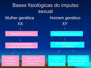 Bases fisiológicas do impulso
                  sexual
Mulher genética                       Homem genético
      XX                                  XY

    Desenvolve os ovários                Desenvolve os testículos



     Os ovários secretam                   Os testículos secretam
   estrógenos e progestinas                     andrógenos




O cérebro         Desenvolve os        O cérebro         Desenvolve os
permanece       órgãos reprodutivos        é           órgãos reprodutivos
 feminino            femininos        masculinizado        masculinos
 