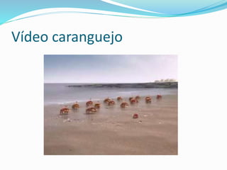 Vídeo caranguejo
 
