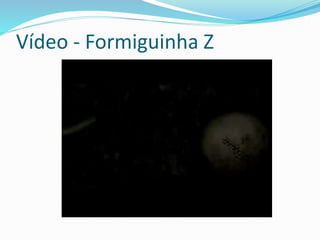 Vídeo - Formiguinha Z
 