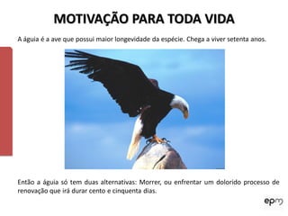 MOTIVAÇÃO PARA TODA VIDA
A águia é a ave que possui maior longevidade da espécie. Chega a viver setenta anos.




Então a águia só tem duas alternativas: Morrer, ou enfrentar um dolorido processo de
renovação que irá durar cento e cinquenta dias.
 