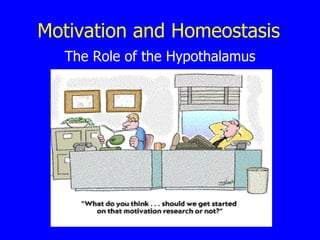 Motivation and Homeostasis The Role of the Hypothalamus 