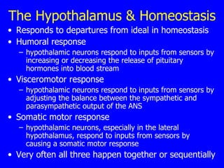 The Hypothalamus & Homeostasis Responds to departures from ideal in homeostasis  Humoral response  hypothalamic neurons respond to inputs from sensors by increasing or decreasing the release of pituitary hormones into blood stream  Visceromotor response  hypothalamic neurons respond to inputs from sensors by adjusting the balance between the sympathetic and parasympathetic output of the ANS  Somatic motor response  hypothalamic neurons, especially in the lateral hypothalamus, respond to inputs from sensors by causing a somatic motor response  Very often all three happen together or sequentially  