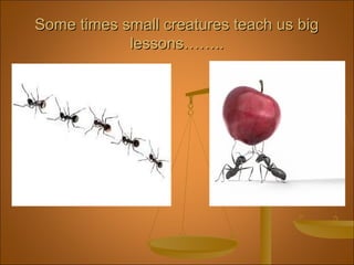 Some times small creatures teach us bigSome times small creatures teach us big
lessons……..lessons……..
 