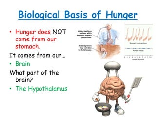 Biological Basis of Hunger
• Hunger does NOT
come from our
stomach.
It comes from our…
• Brain
What part of the
brain?
• The Hypothalamus
 