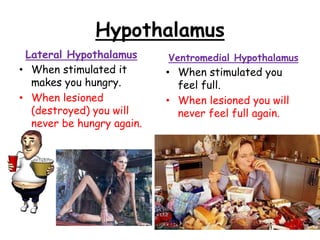 Hypothalamus
Lateral Hypothalamus
• When stimulated it
makes you hungry.
• When lesioned
(destroyed) you will
never be hungry again.
Ventromedial Hypothalamus
• When stimulated you
feel full.
• When lesioned you will
never feel full again.
 