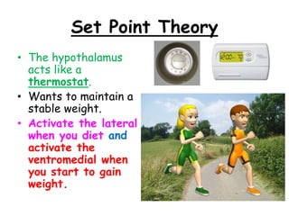 Set Point Theory
• The hypothalamus
acts like a
thermostat.
• Wants to maintain a
stable weight.
• Activate the lateral
when you diet and
activate the
ventromedial when
you start to gain
weight.
 