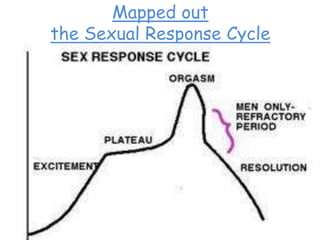 Mapped out
the Sexual Response Cycle
• Initial Excitement
• Plateau Phase
• Orgasm
• Resolution Phase
(with refractory
period).
 
