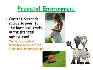 Prenatal Environment
• Current research
seems to point to
the hormonal levels
in the prenatal
environment.
• We have created
homosexual male fruit
flies and lesbian sheep!!!
 