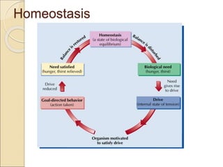 Homeostasis
 