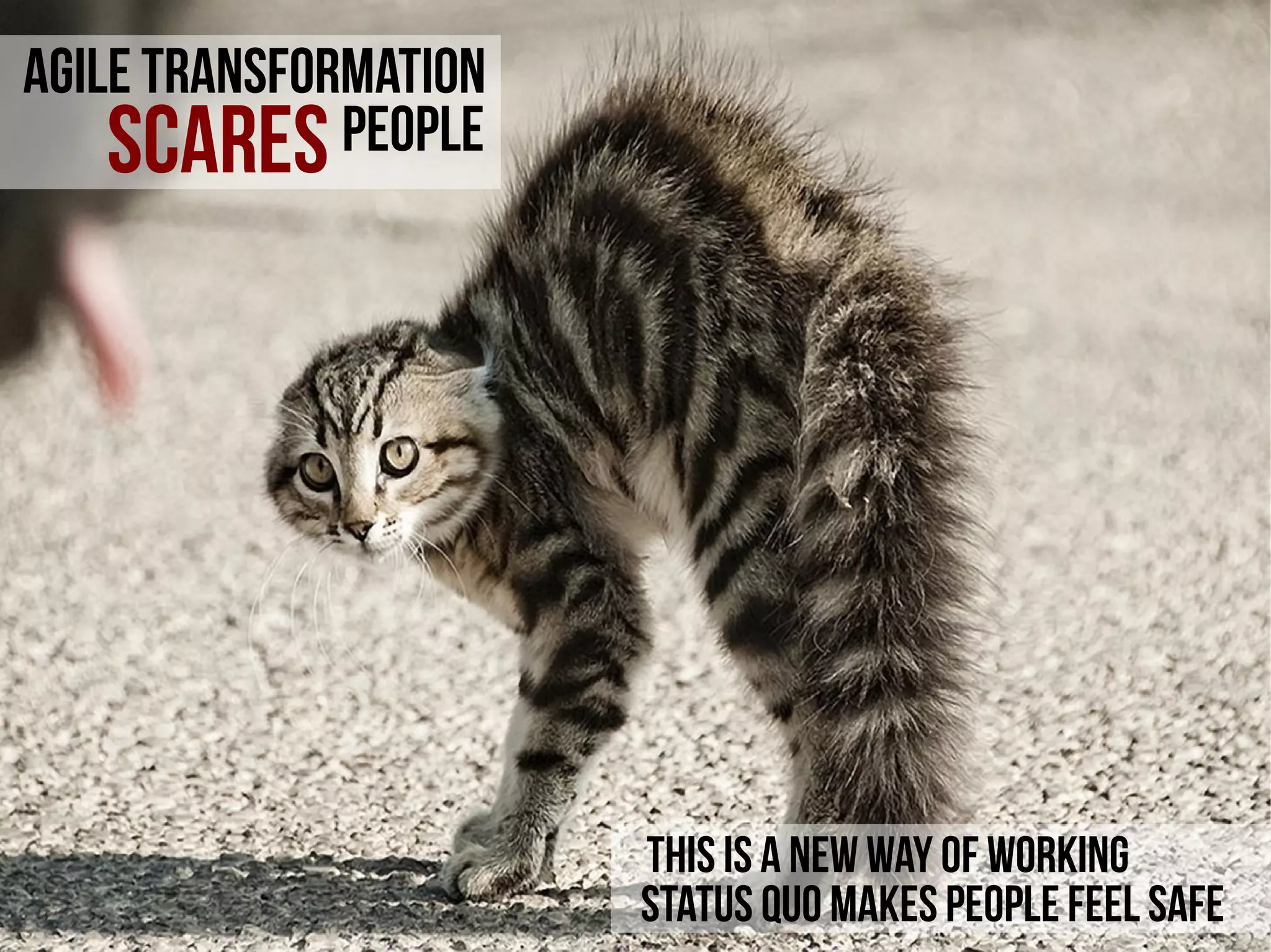 Agile transformation
    scares people




                       This is a new way of working
                       Status quo makes people feel safe
 