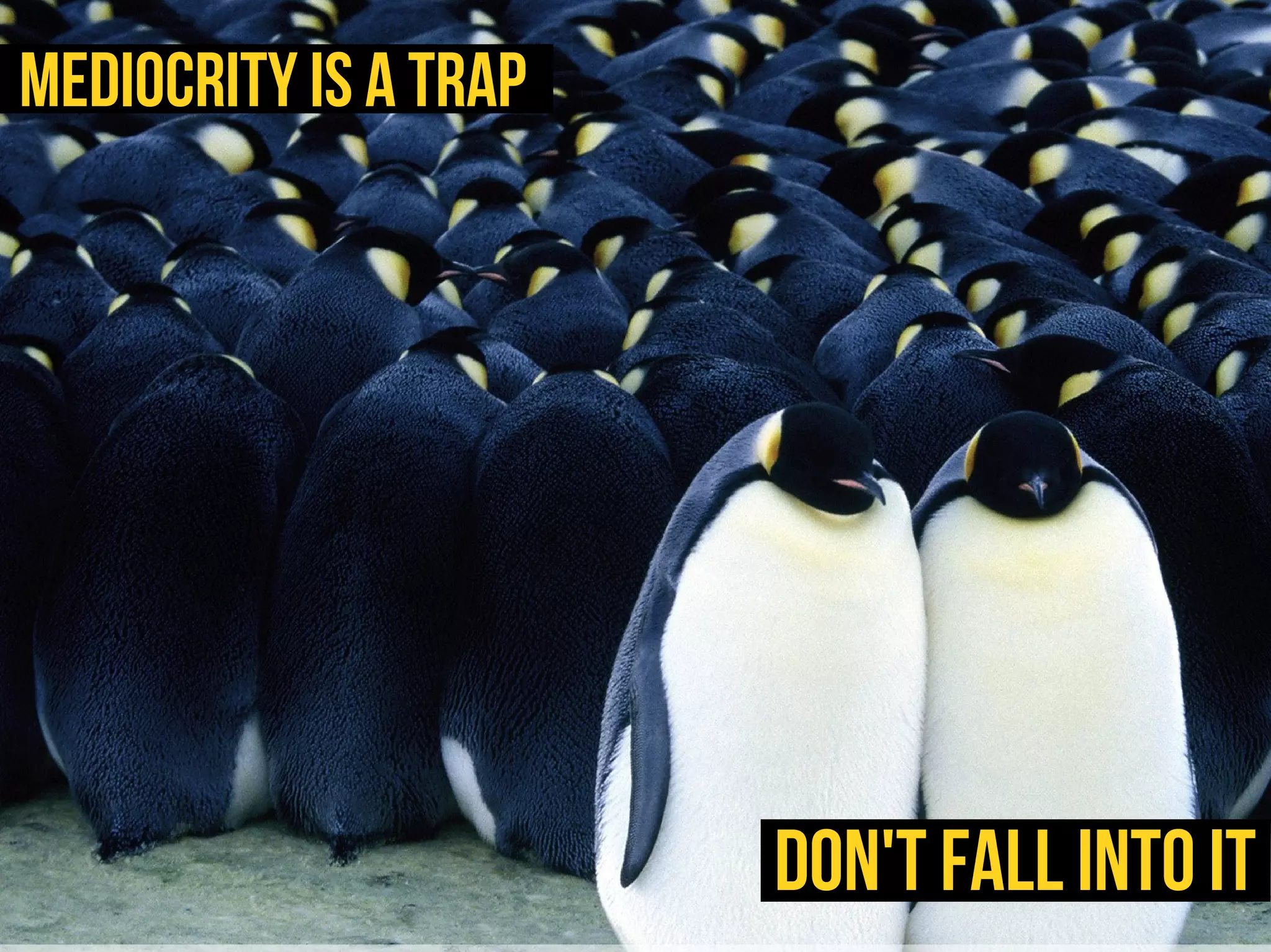 Mediocrity is a trap




                       Don't fall into it
 