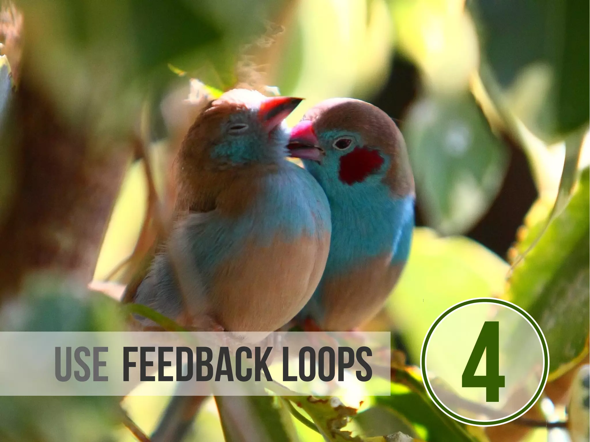 use Feedback loops   4
 