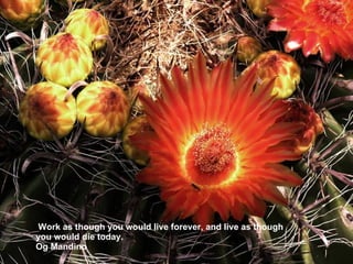 Work as though you would live forever, and live as though you would die today. Og Mandino 