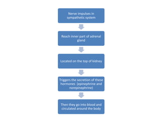 Nerve impulses in
     sympathetic system




 Reach inner part of adrenal
           gland




Located on the top of kidney




Triggers the secretion of these
 hormones (epinephrine and
       norepinephrine)



 Then they go into blood and
 circulated around the body
 