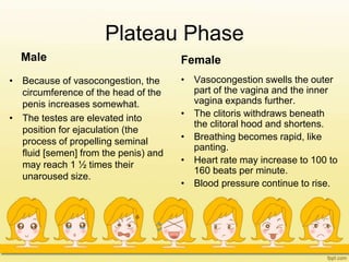 Plateau Phase
Male
• Because of vasocongestion, the
circumference of the head of the
penis increases somewhat.
• The testes are elevated into
position for ejaculation (the
process of propelling seminal
fluid [semen] from the penis) and
may reach 1 ½ times their
unaroused size.
Female
• Vasocongestion swells the outer
part of the vagina and the inner
vagina expands further.
• The clitoris withdraws beneath
the clitoral hood and shortens.
• Breathing becomes rapid, like
panting.
• Heart rate may increase to 100 to
160 beats per minute.
• Blood pressure continue to rise.
 