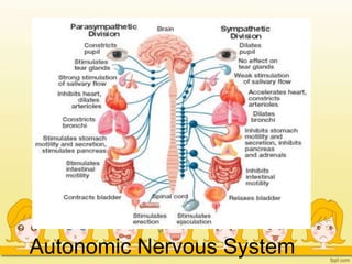Autonomic Nervous System
 