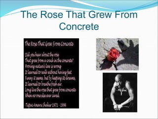 The Rose That Grew From
Concrete
 