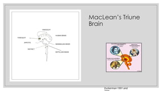MacLean’s Triune
Brain
Zuckerman 1991 and
REPTILLIAN BRAIN
MAMMALIAN BRAIN
HUMAN BRAIN
INSTINCT
HINDSIGHT
FORESIGHT
APPETITE
 