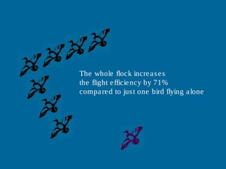 The whole flock increases
the flight efficiency by 71%
compared to just one bird flying alone
 