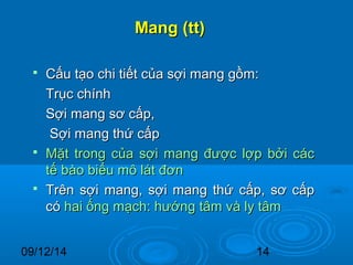 MMaanngg ((tttt)) 
 CCấấuu ttạạoo cchhii ttiiếếtt ccủủaa ssợợii mmaanngg ggồồmm:: 
TTrrụụcc cchhíínnhh 
SSợợii mmaanngg ssơơ ccấấpp,, 
SSợợii mmaanngg tthhứứ ccấấpp 
 MMặặtt ttrroonngg ccủủaa ssợợii mmaanngg đđưượợcc llợợpp bbởởii ccáácc 
ttếế bbààoo bbiiểểuu mmôô lláátt đđơơnn 
 TTrrêênn ssợợii mmaanngg,, ssợợii mmaanngg tthhứứ ccấấpp,, ssơơ ccấấpp 
ccóó hhaaii ốốnngg mmạạcchh:: hhưướớnngg ttââmm vvàà llyy ttââmm 
09/12/14 14 
 
