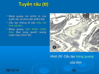 TTuuyyếếnn rrââuu ((tttt)) 
 BBàànngg qquuaanngg nnơơii pphhììnnhh ttoo ccủủaa 
ttuuyyếếnn rrââuu vvàà cchhứứaa ssảảnn pphhẩẩmm tthhảảii 
 CCấấuu ttạạoo nnhhữữnngg ttếế bbààoo bbiiểểuu mmôô 
hhììnnhh ccộộtt đđơơnn 
 BBàànngg qquuaanngg cchhiiaa tthhàànnhh nnhhiiềềuu 
tthhùùyy.. BBaaoo xxuunngg qquuaannhh xxooaanngg 
mmạạcchh mmááuu ((HHììnnhh 2200)) 
Hình 20: Cấu tạo bàng quang 
của tôm 
09/12/14 38 
 