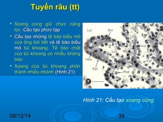 TTuuyyếếnn rrââuu ((tttt)) 
 XXooaanngg ccùùnngg ggiiữữ cchhứứcc nnăănngg 
llọọcc.. CCấấuu ttạạoo pphhứứcc ttạạpp 
 CCấấuu ttạạoo nnhhữữnngg ttếế bbààoo bbiiểểuu mmôô 
ccủủaa ốốnngg bbààii ttiiếếtt vvàà ttếế bbààoo bbiiểểuu 
mmôô ttúúii kkhhooaanngg.. TTếế bbààoo cchhấấtt 
ccủủaa ttúúii kkhhooaanngg ccóó nnhhiiềềuu kkhhôônngg 
bbààoo 
 XXooaanngg ccủủaa ttúúii kkhhooaanngg pphhâânn 
tthhàànnhh nnhhiiềềuu nnhháánnhh ((HHììnnhh 2211)) 
Hình 21: Cấu tạo xoang cùng 
09/12/14 39 
 