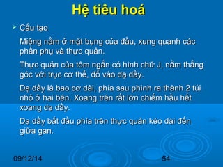 HHệệ ttiiêêuu hhooáá 
 CCấấuu ttạạoo 
MMiiệệnngg nnằằmm ởở mmặặtt bbụụnngg ccủủaa đđầầuu,, xxuunngg qquuaannhh ccáácc 
pphhầầnn pphhụụ vvàà tthhựựcc qquuảảnn.. 
TThhựựcc qquuảảnn ccủủaa ttôômm nnggắắnn ccóó hhììnnhh cchhữữ JJ,, nnằằmm tthhẳẳnngg 
ggóócc vvớớii ttrrụụcc ccơơ tthhểể,, đđổổ vvààoo ddạạ ddầầyy.. 
DDạạ ddầầyy llàà bbaaoo ccơơ ddààii,, pphhííaa ssaauu pphhììnnhh rraa tthhàànnhh 22 ttúúii 
nnhhỏỏ ởở hhaaii bbêênn.. XXooaanngg ttrrêênn rrấấtt llớớnn cchhiiếếmm hhầầuu hhếếtt 
xxooaanngg ddạạ ddầầyy.. 
DDạạ ddầầyy bbắắtt đđầầuu pphhííaa ttrrêênn tthhựựcc qquuảảnn kkééoo ddààii đđếếnn 
ggiiữữaa ggaann.. 
09/12/14 54 
 
