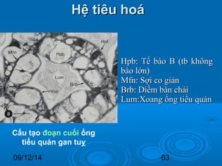 HHệệ ttiiêêuu hhooáá 
HHppbb:: TTếế bbààoo BB ((ttbb kkhhôônngg 
bbààoo llớớnn)) 
MMffnn:: SSợợii ccoo ggiiảảnn 
BBrrbb:: DDiiềềmm bbàànn cchhảảii 
LLuumm::XXooaanngg ốốnngg ttiiểểuu qquuảảnn 
Cấu tạo đoạn cuối ống 
tiểu quản gan tuỵ 
09/12/14 63 
 